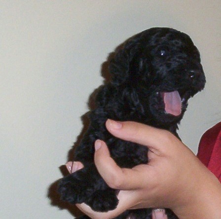 faithpup18days.jpg